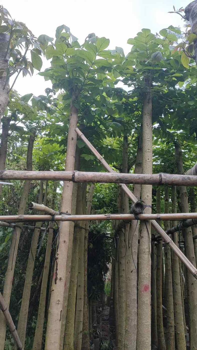 火焰木5～8公分基地直销规格齐全欢迎老板来电咨询合作
