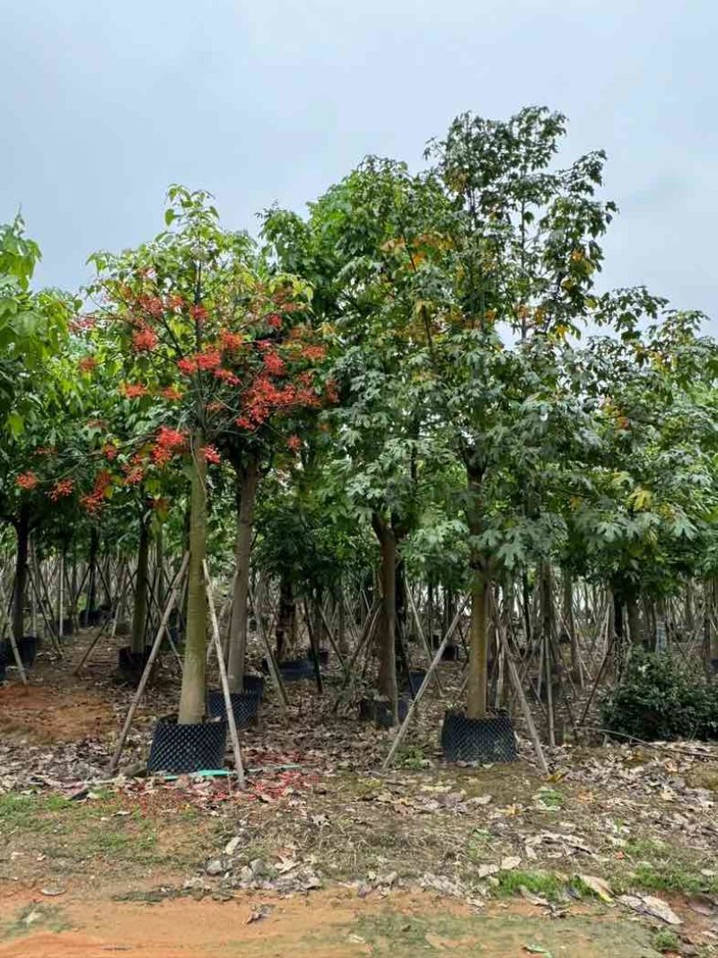 澳洲火焰木12～20公分基地直销规格齐全欢迎老板来电咨询