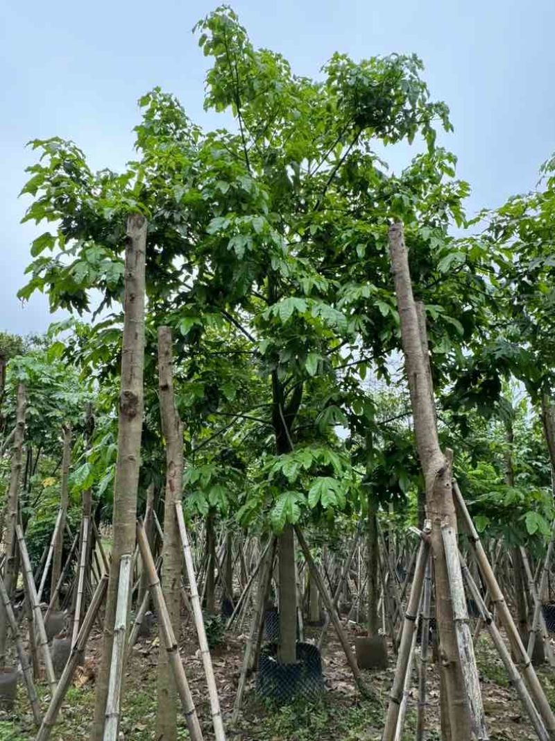 澳洲火焰木12～20公分基地直销规格齐全欢迎老板来电咨询