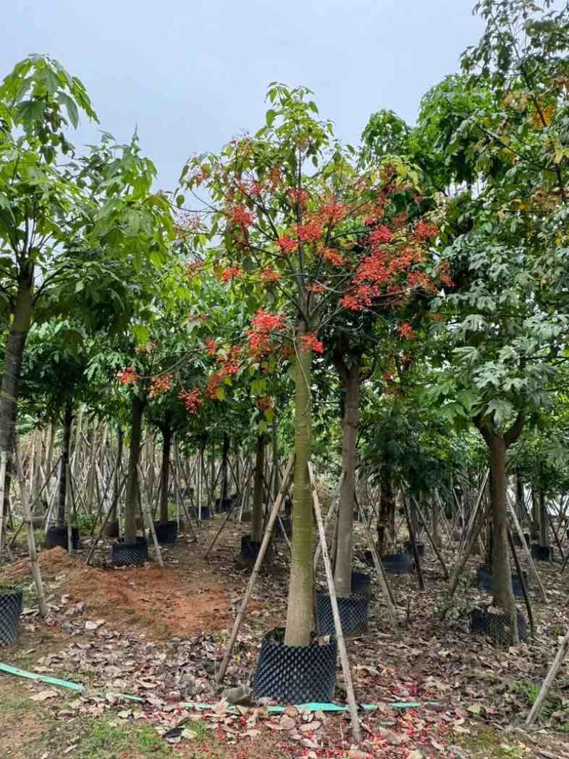 澳洲火焰木12～20公分基地直销规格齐全欢迎老板来电咨询