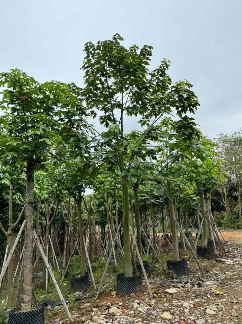 澳洲火焰木12～20公分基地直销规格齐全欢迎老板来电咨询