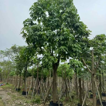 澳洲火焰木12～20公分基地直销规格齐全欢迎老板来电咨询