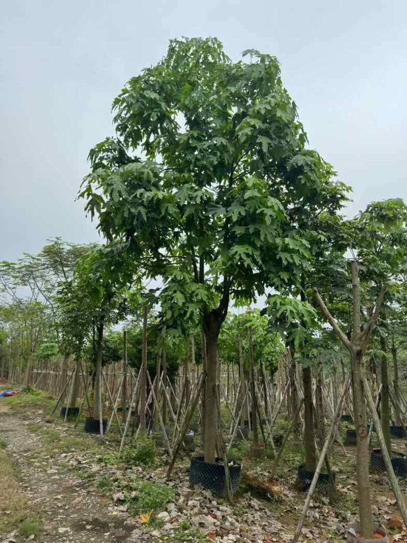 澳洲火焰木12～20公分基地直销规格齐全欢迎老板来电咨询