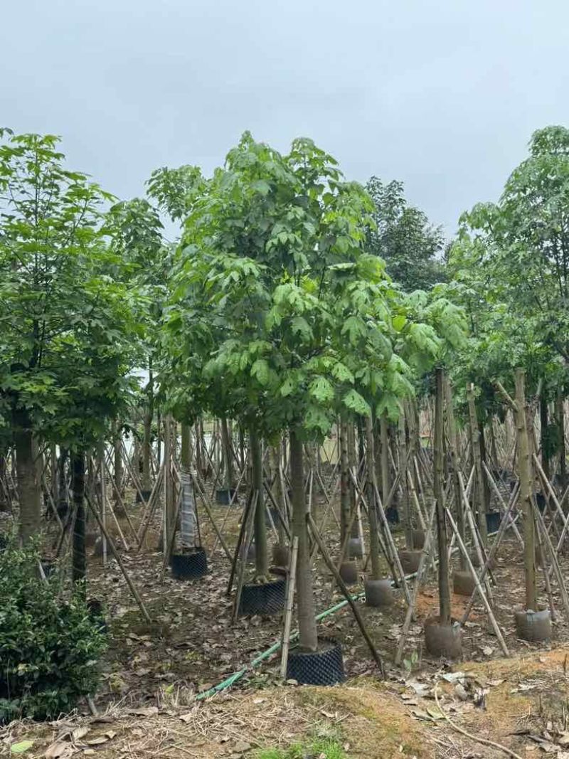澳洲火焰木12～20公分基地直销规格齐全欢迎老板来电咨询