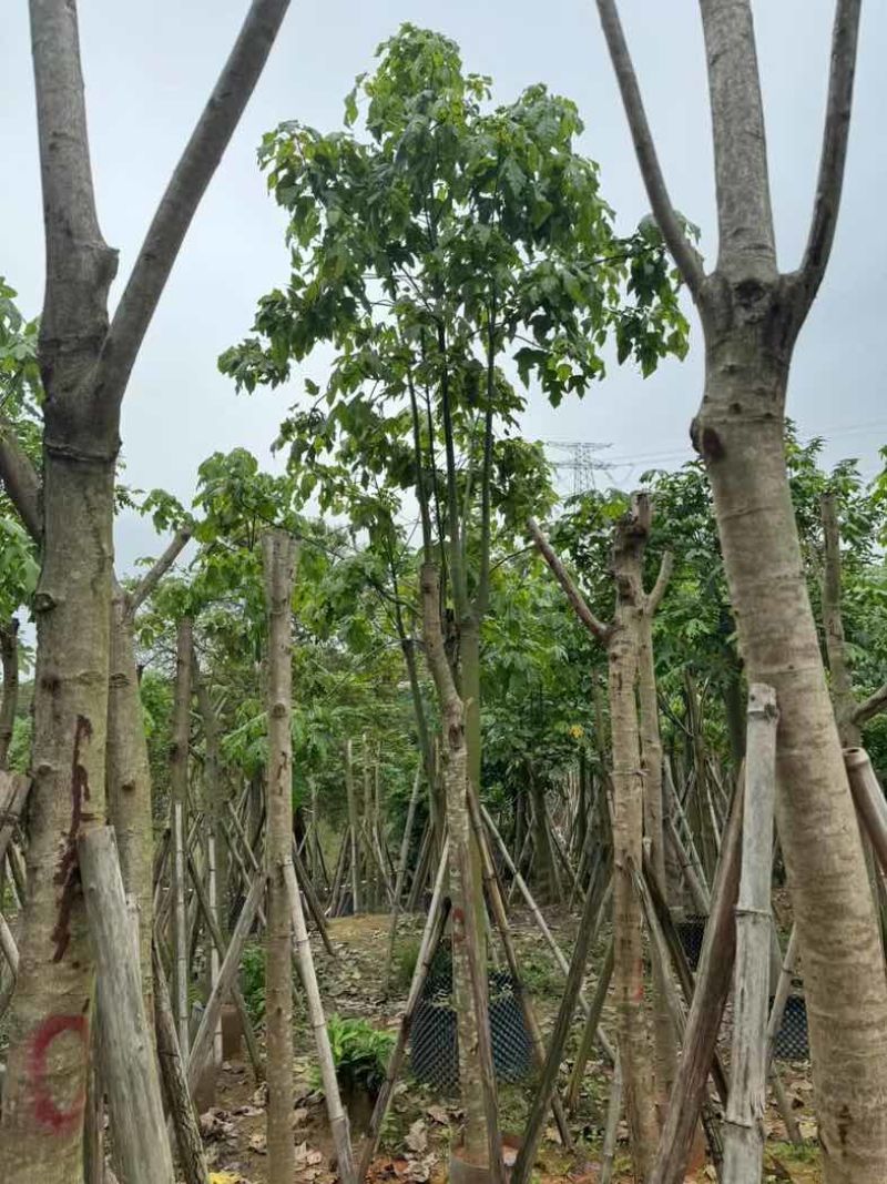 澳洲火焰木12～20公分基地直销规格齐全欢迎老板来电咨询