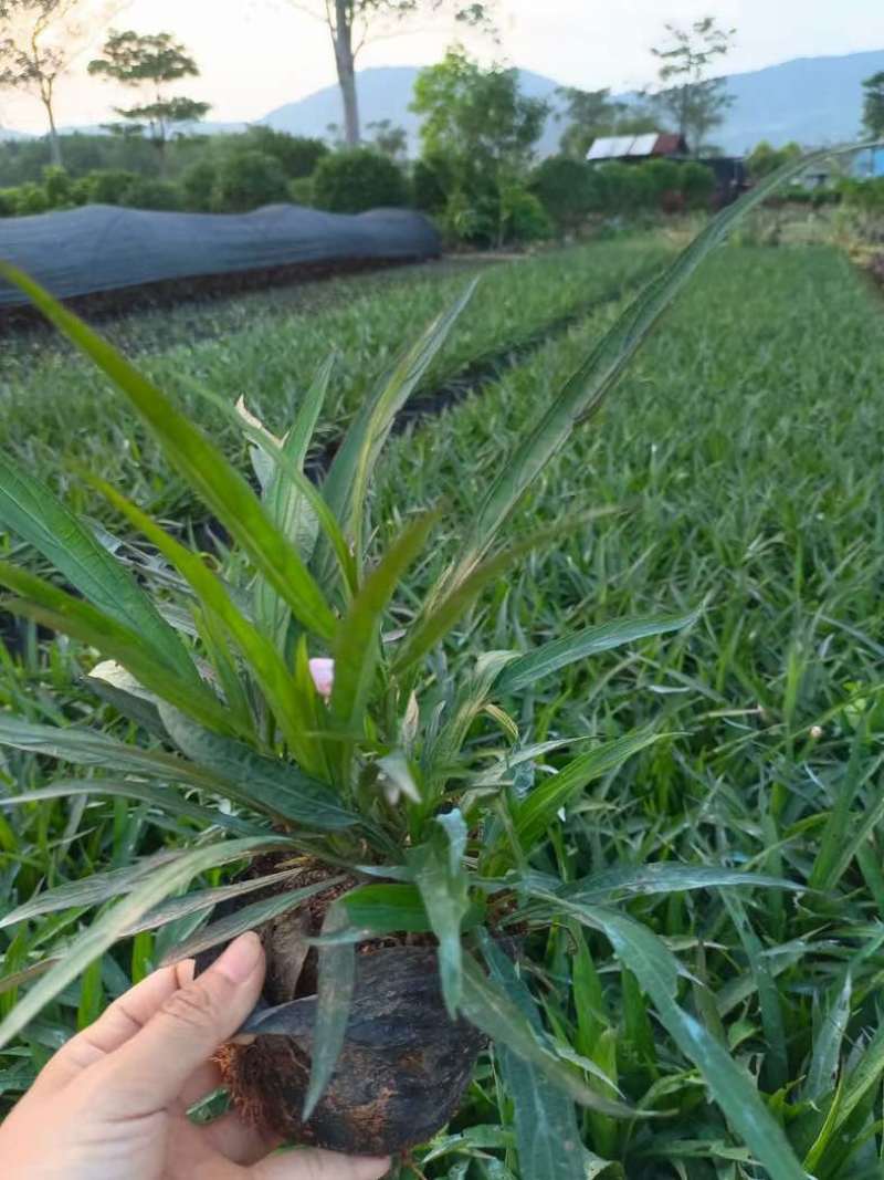 翠芦莉小杯中杯基地直销质量优质欢迎老板来电咨询合作