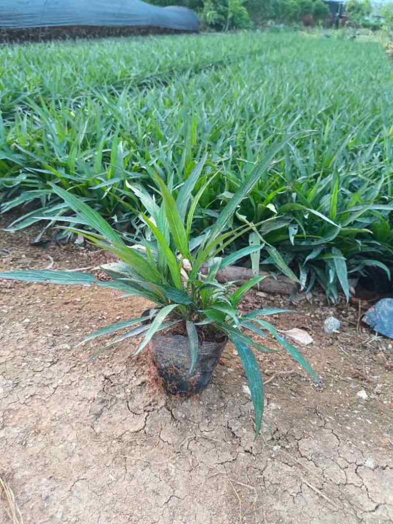 翠芦莉小杯中杯基地直销质量优质欢迎老板来电咨询合作