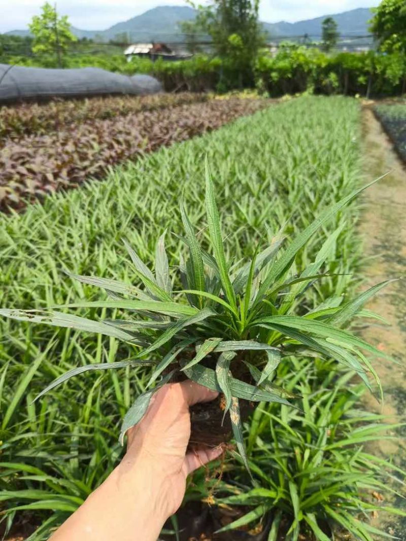 翠芦莉小杯中杯基地直销质量优质欢迎老板来电咨询合作