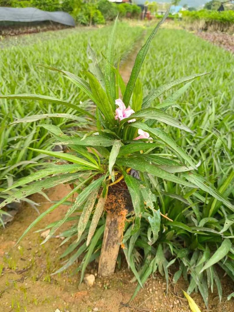 翠芦莉小杯中杯基地直销质量优质欢迎老板来电咨询合作