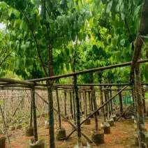 大叶紫薇大骨架9至15公分基地直销规格齐全欢迎老板来电