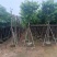 大叶紫薇大骨架9至15公分基地直销规格齐全欢迎老板来电