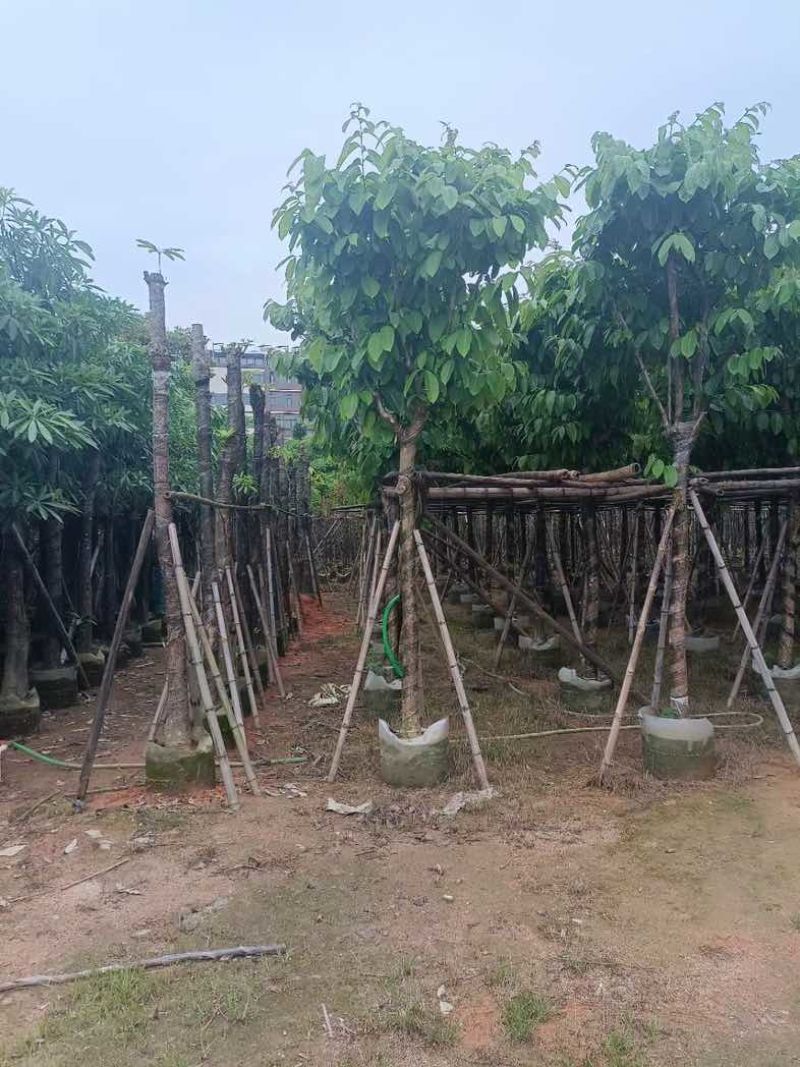 大叶紫薇大骨架9至15公分基地直销规格齐全欢迎老板来电