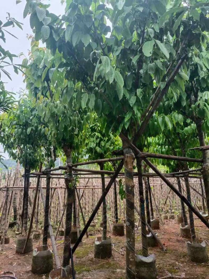 大叶紫薇大骨架9至15公分基地直销规格齐全欢迎老板来电
