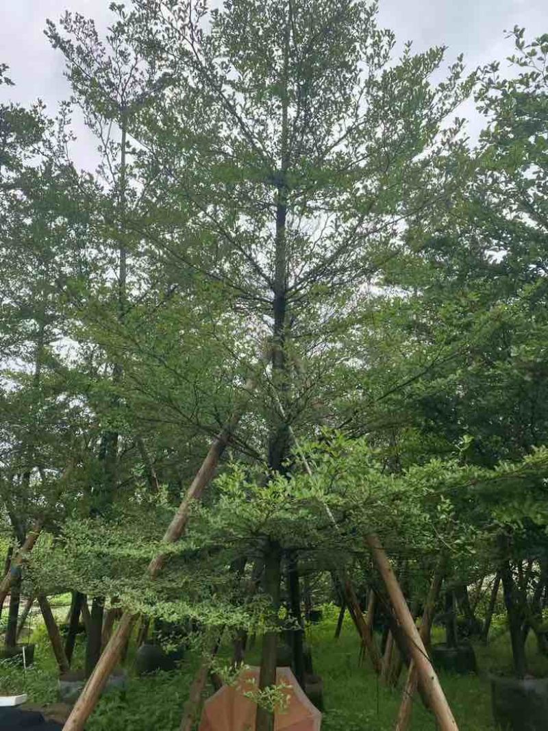 小叶榄仁12～15公分基地直销规格齐全欢迎老板来电咨询