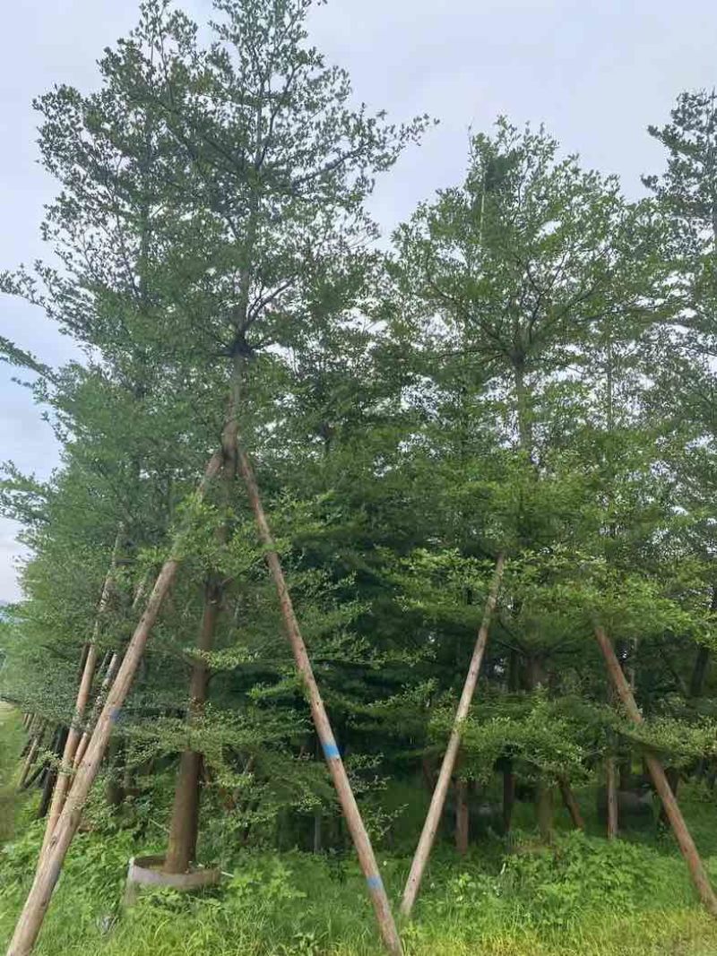 小叶榄仁12～15公分基地直销规格齐全欢迎老板来电咨询