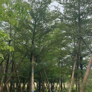 小叶榄仁12～15公分基地直销规格齐全欢迎老板来电咨询