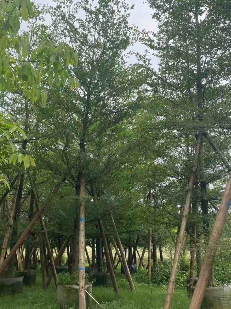 小叶榄仁12～15公分基地直销规格齐全欢迎老板来电咨询