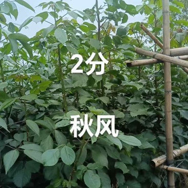 秋枫原生苗基地直销规格齐全欢迎老板来电咨询合作