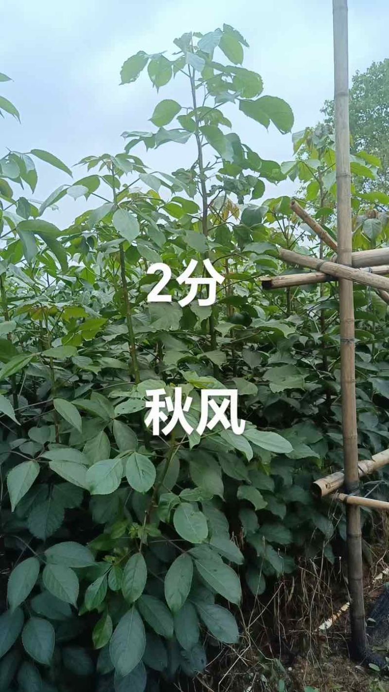 秋枫原生苗基地直销规格齐全欢迎老板来电咨询合作