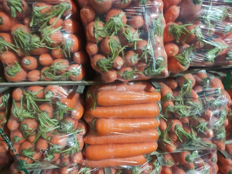 今天5月4号，胡萝卜价格是二条5毛，质量很好