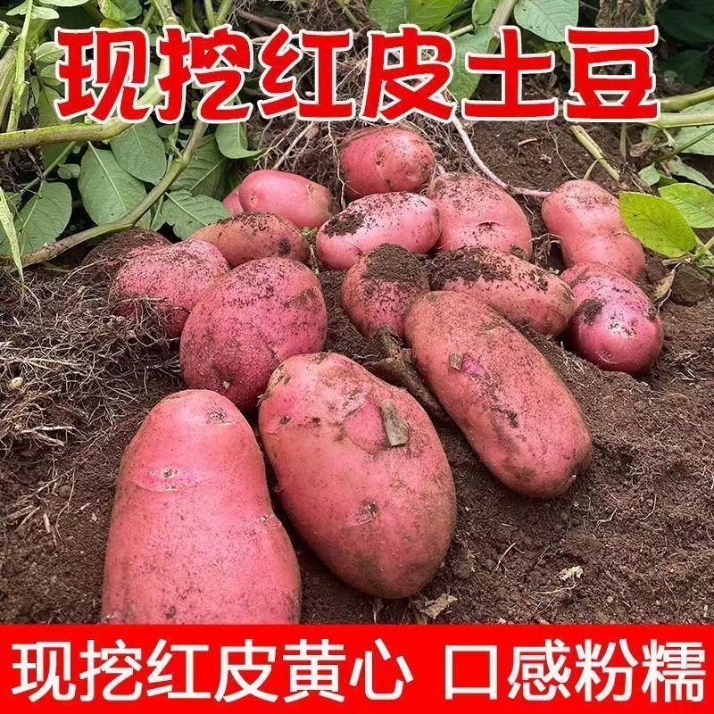 云南大理红皮黄心土豆现挖现发五斤十斤软糯香甜这么吃都可以