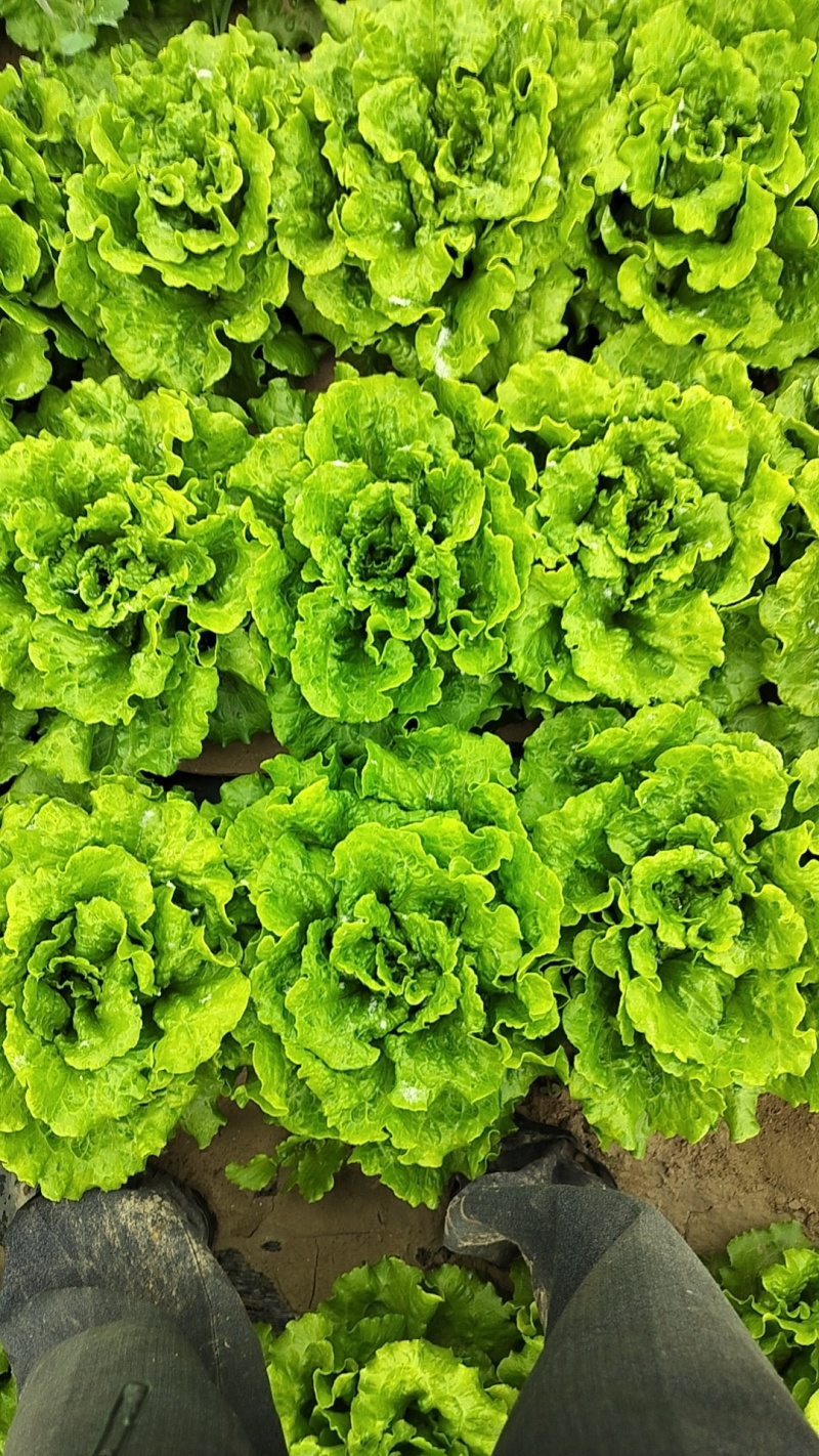 罗马生菜