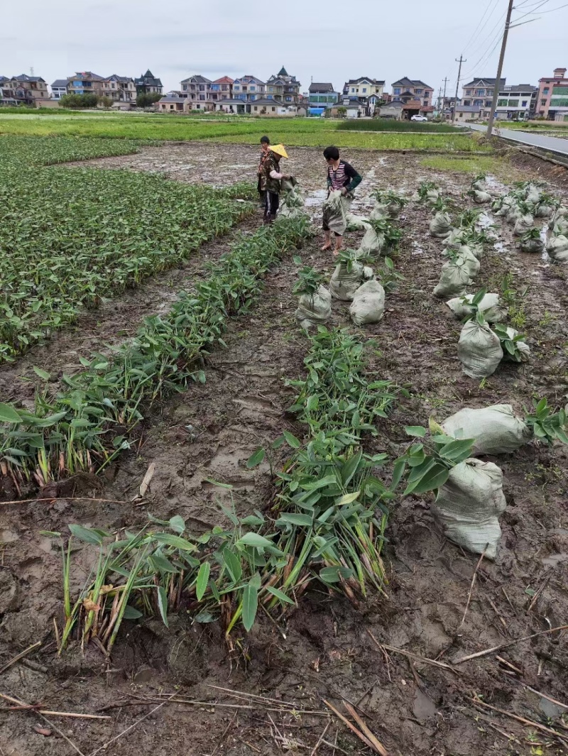 水生植物花叶芦竹河道岸边置景水景工程用苗