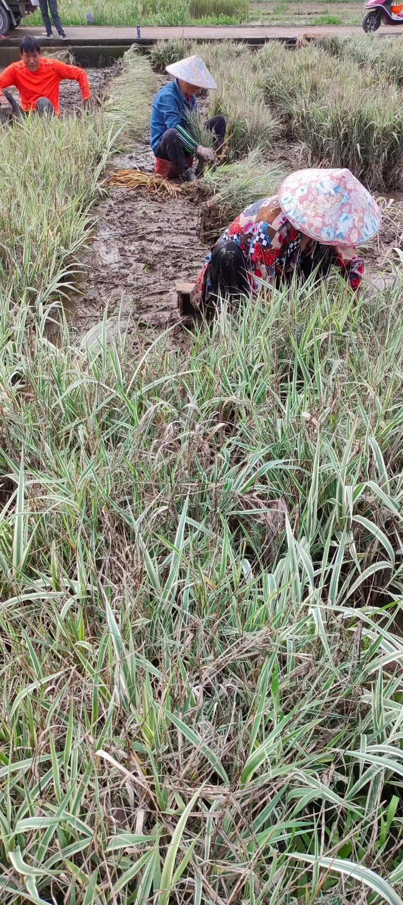 水生植物花叶芦竹河道岸边置景水景工程用苗