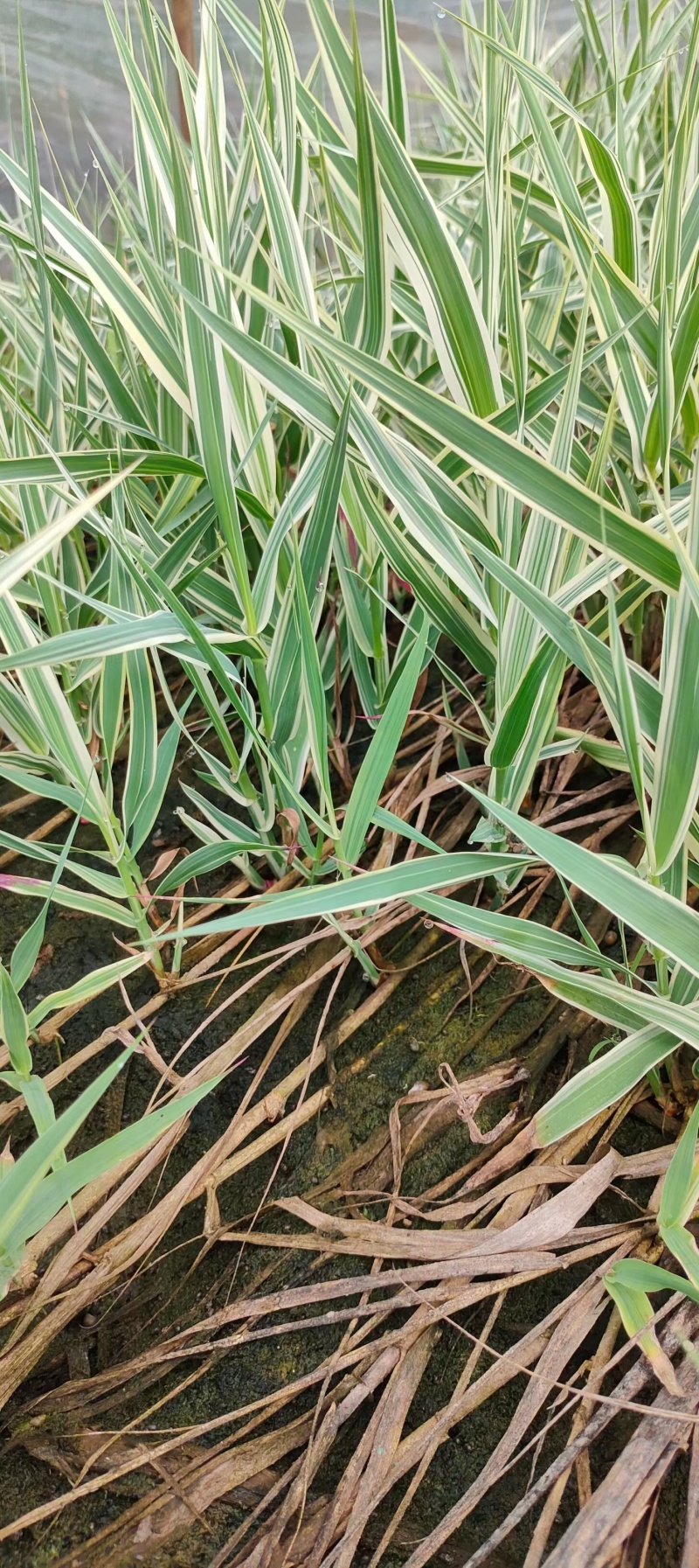 水生植物花叶芦竹河道岸边置景水景工程用苗