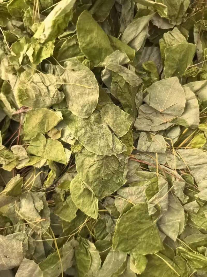 陕西商洛本地淫羊藿产新