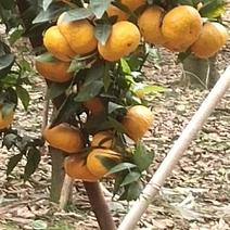 默科特柑橘，个大味甜，不干水，有喜欢的老板可以到地考查