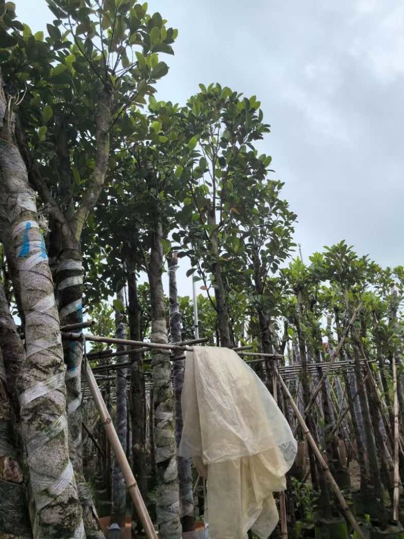 菠萝蜜树基地直销规格齐全有需要的老板欢迎来电咨询合作