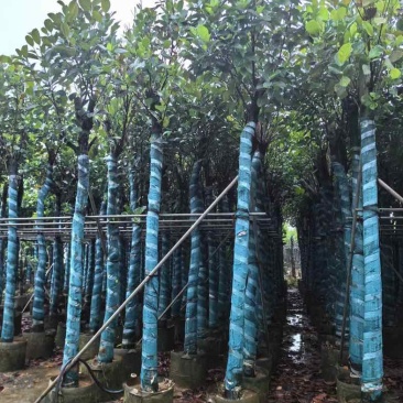 菠萝蜜树基地直销规格齐全有需要的老板欢迎来电咨询合作
