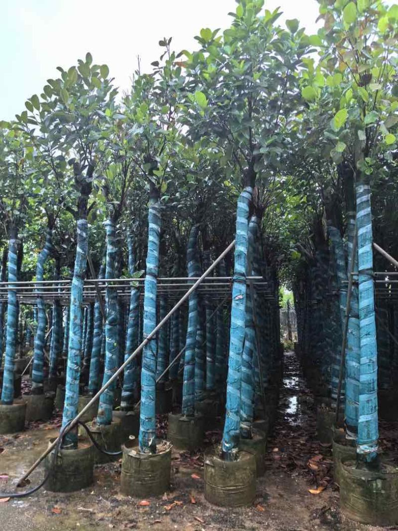 菠萝蜜树基地直销规格齐全有需要的老板欢迎来电咨询合作