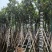 菠萝蜜树基地直销规格齐全有需要的老板欢迎来电咨询合作