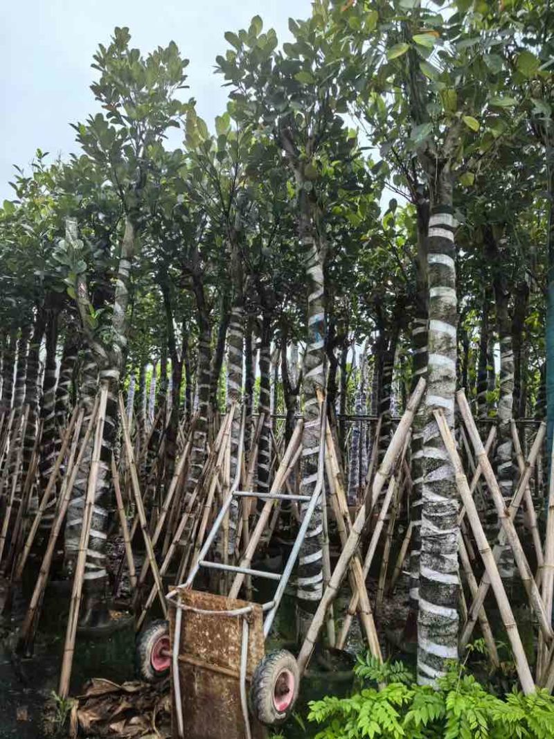 菠萝蜜树基地直销规格齐全有需要的老板欢迎来电咨询合作