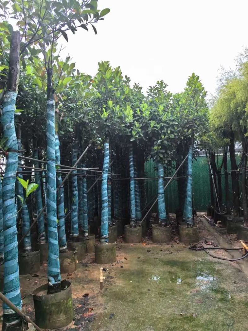 菠萝蜜树基地直销规格齐全有需要的老板欢迎来电咨询合作
