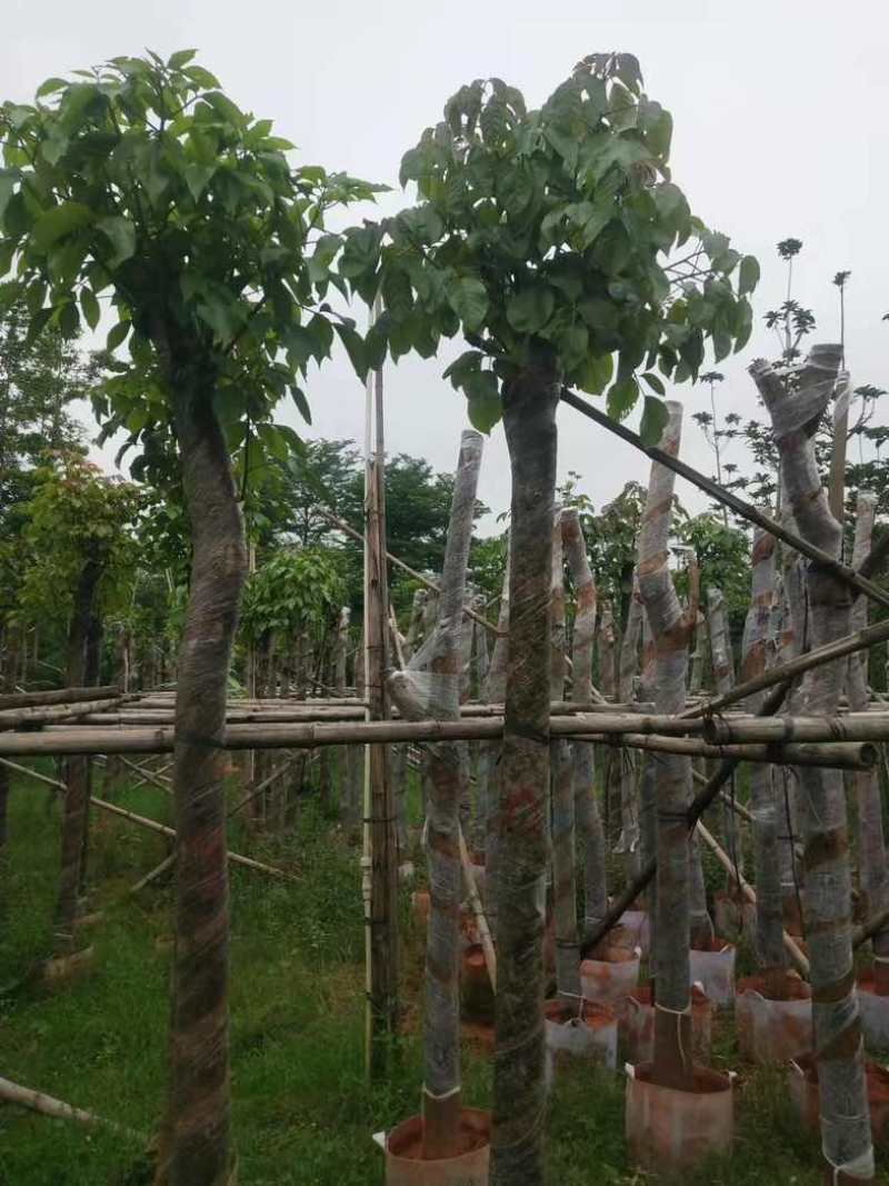 重阳木基地直销规格齐全有需要的老板欢迎来电咨询合作