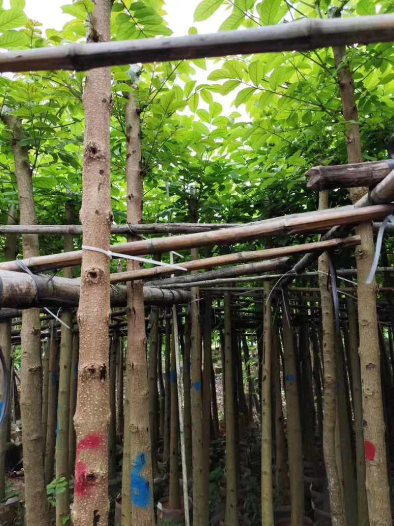 火焰木基地直销规格齐全有需要的老板欢迎来电咨询合作