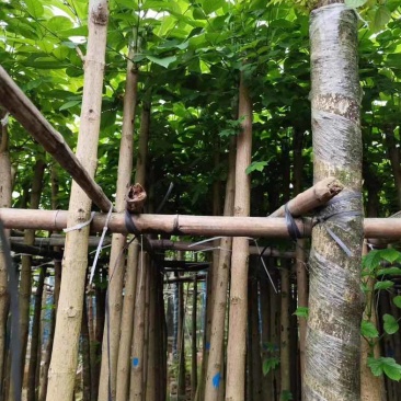 火焰木基地直销规格齐全有需要的老板欢迎来电咨询合作