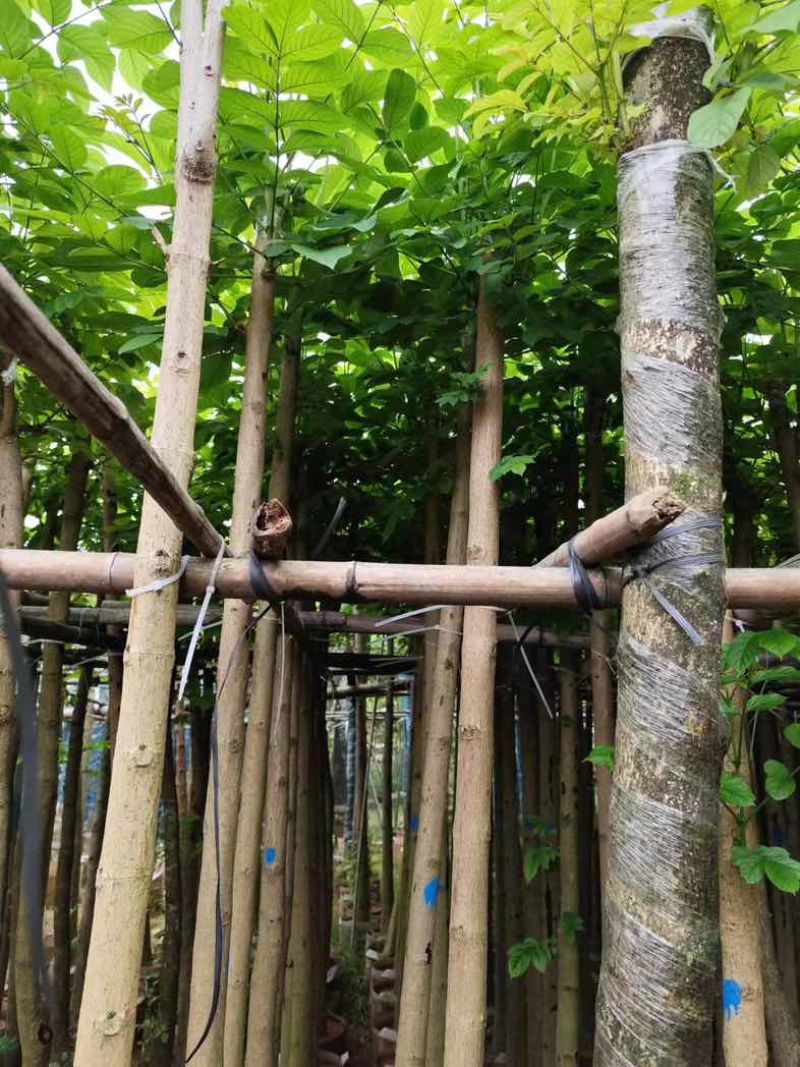 火焰木基地直销规格齐全有需要的老板欢迎来电咨询合作