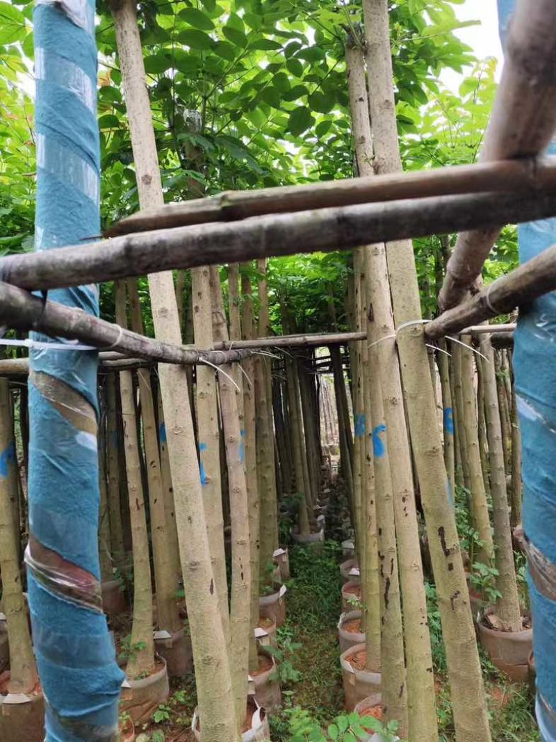 火焰木基地直销规格齐全有需要的老板欢迎来电咨询合作
