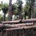 秋枫树基地直销规格齐全有需要的老板欢迎来电咨询合作