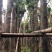 秋枫树基地直销规格齐全有需要的老板欢迎来电咨询合作