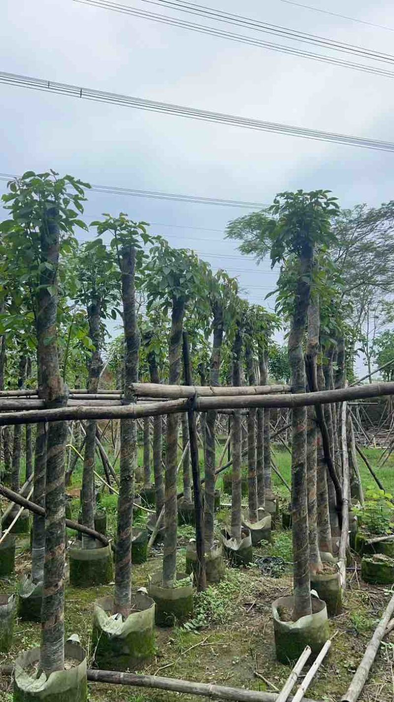 秋枫树基地直销规格齐全有需要的老板欢迎来电咨询合作