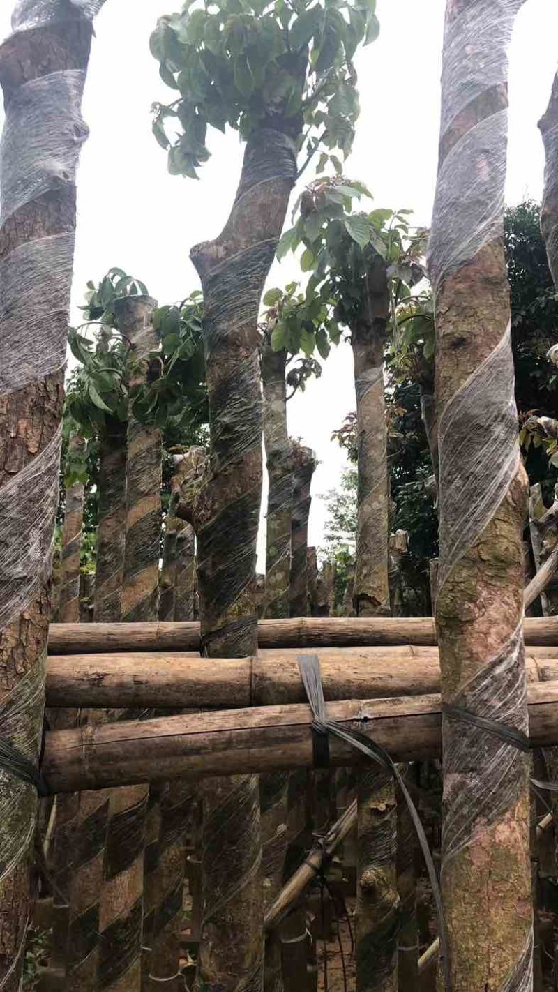 秋枫树基地直销规格齐全有需要的老板欢迎来电咨询合作