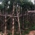 秋枫树基地直销规格齐全有需要的老板欢迎来电咨询合作