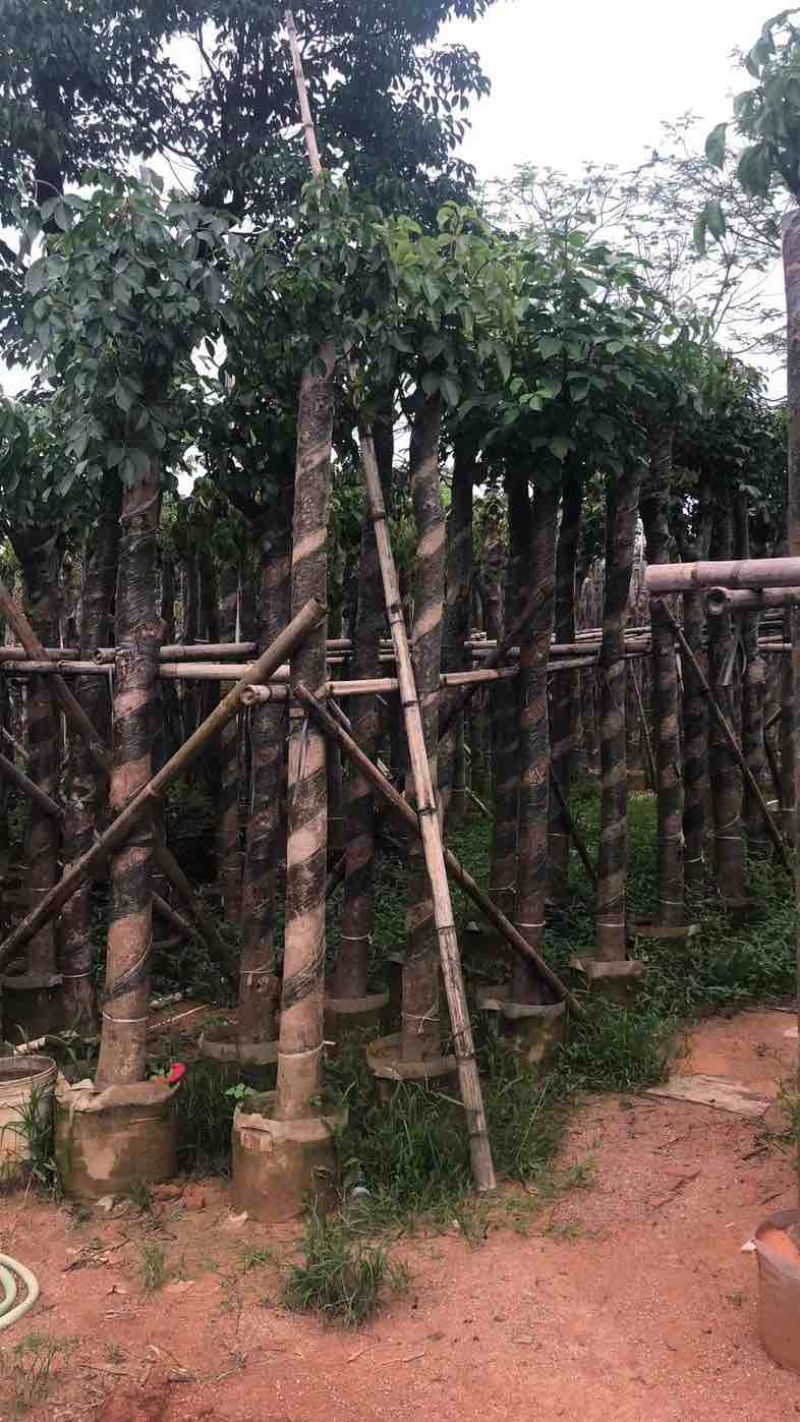 秋枫树基地直销规格齐全有需要的老板欢迎来电咨询合作