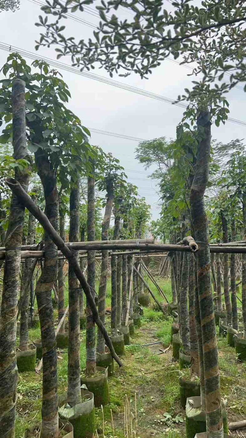 秋枫树基地直销规格齐全有需要的老板欢迎来电咨询合作