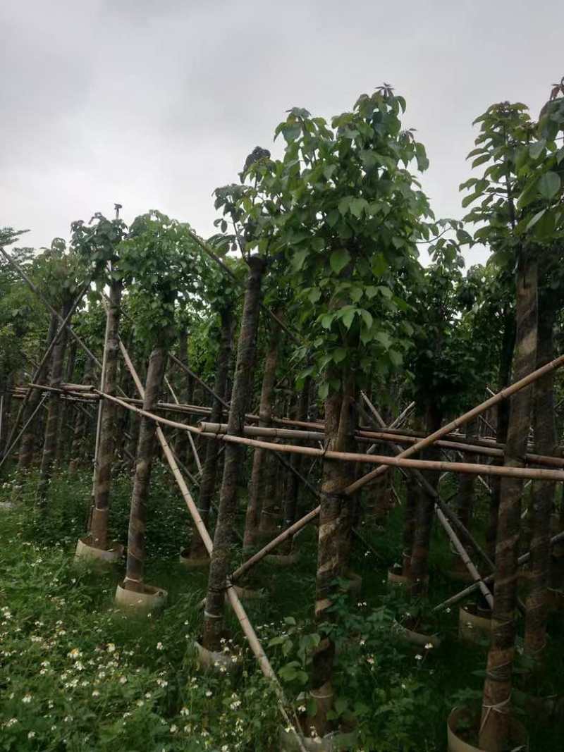 秋枫基地直销规格齐全有需要的老板欢迎来电咨询合作